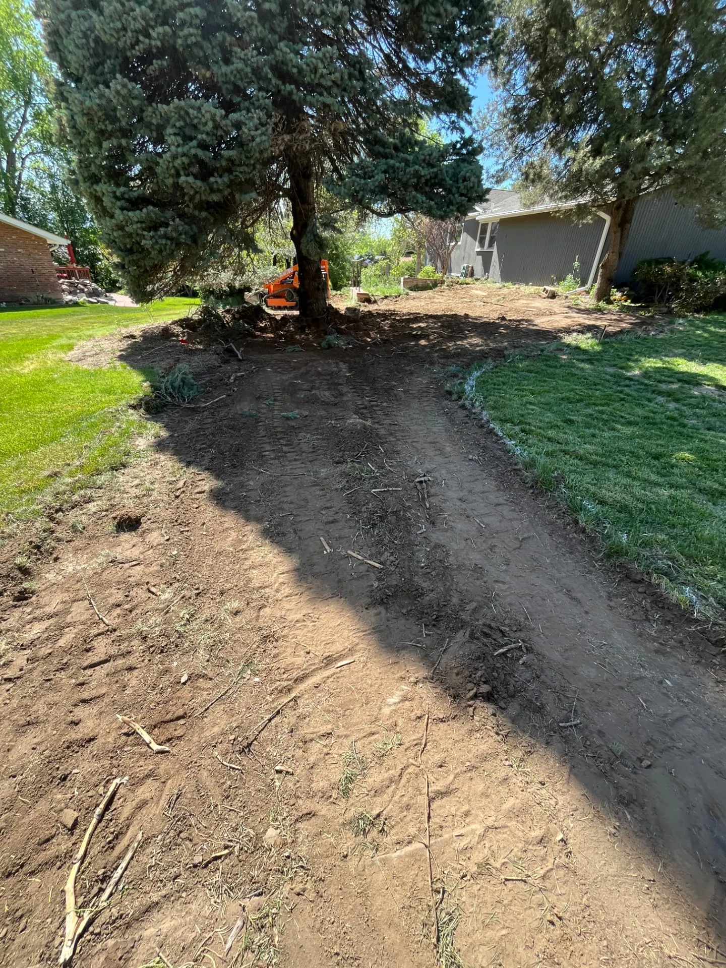 Sod stripped and dirt graded around a mature spruce during a backyard regrade